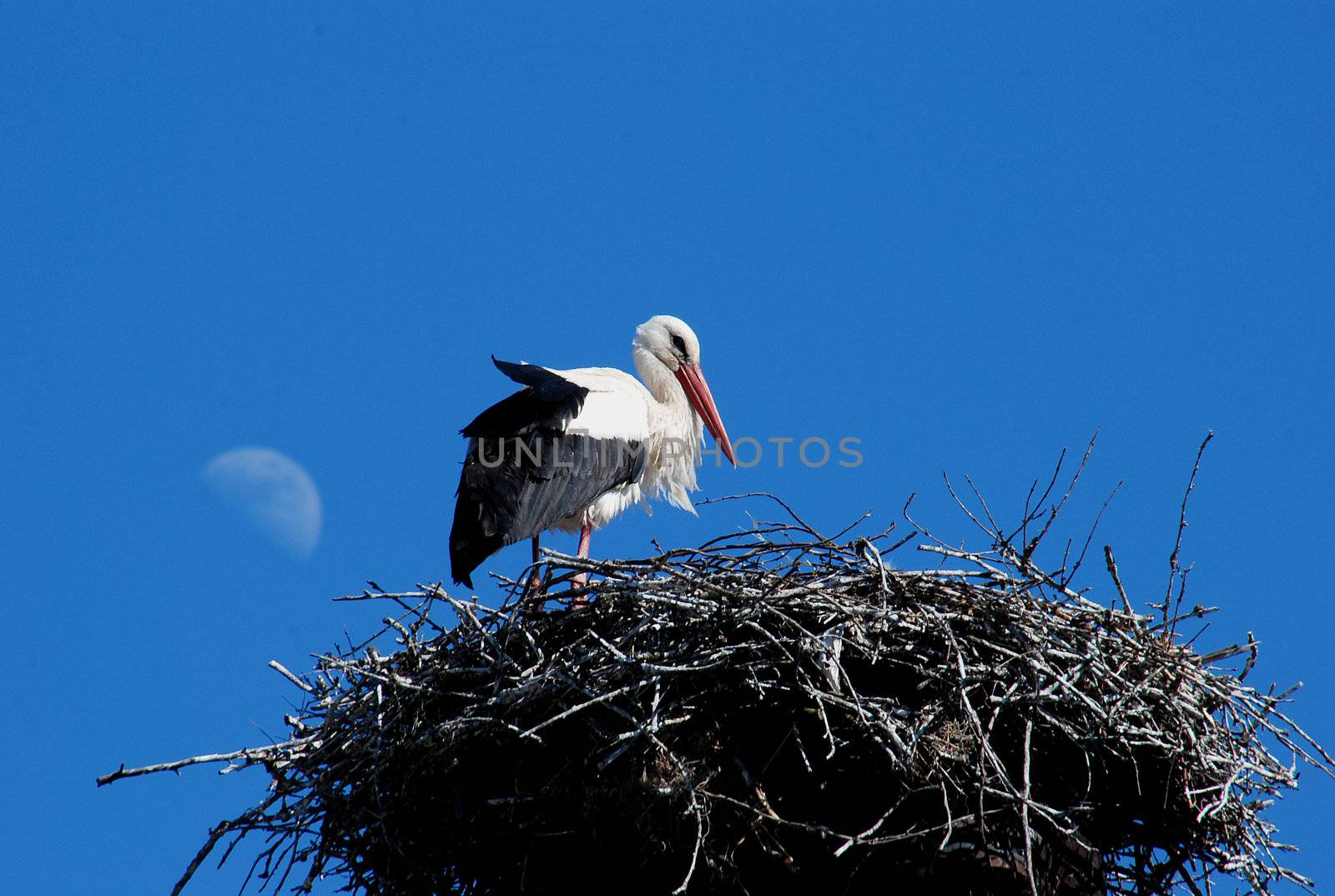 White stork declared a national bird, often cute neighbor man