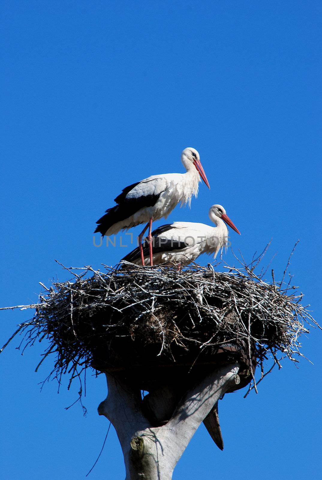 The white stork (Ciconia ciconia L.) is a very loved and respected in many European countries.