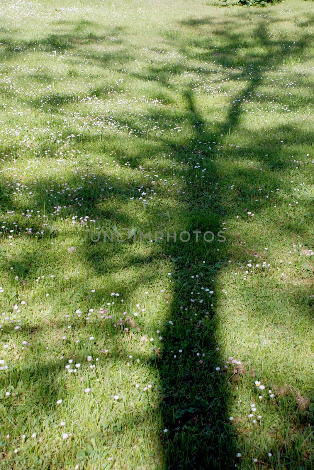 Trees grow not only in the sky, their shadows is falling on the ground too