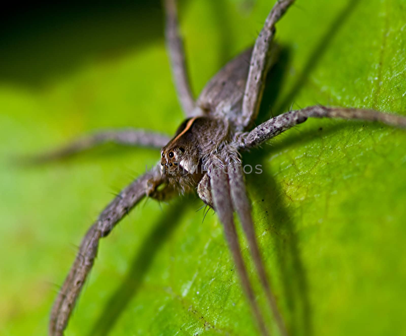 Hairy spider sits waiting on a leaf for a prey