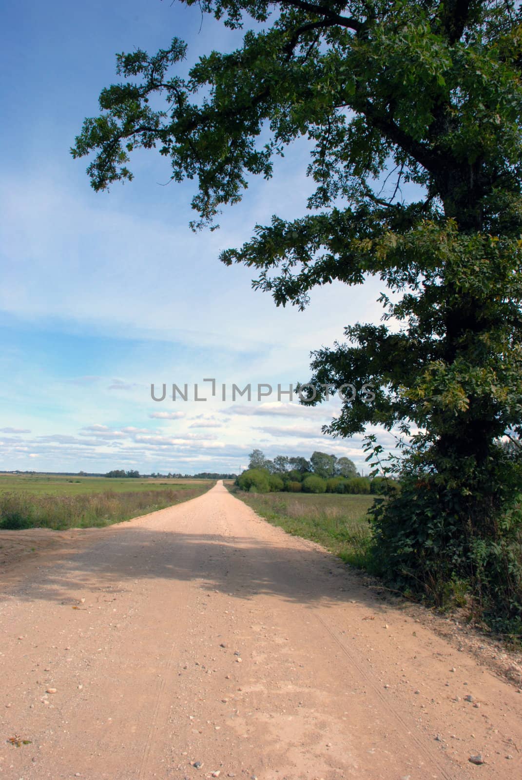 Oak casts shadow on the gravel road to the village.