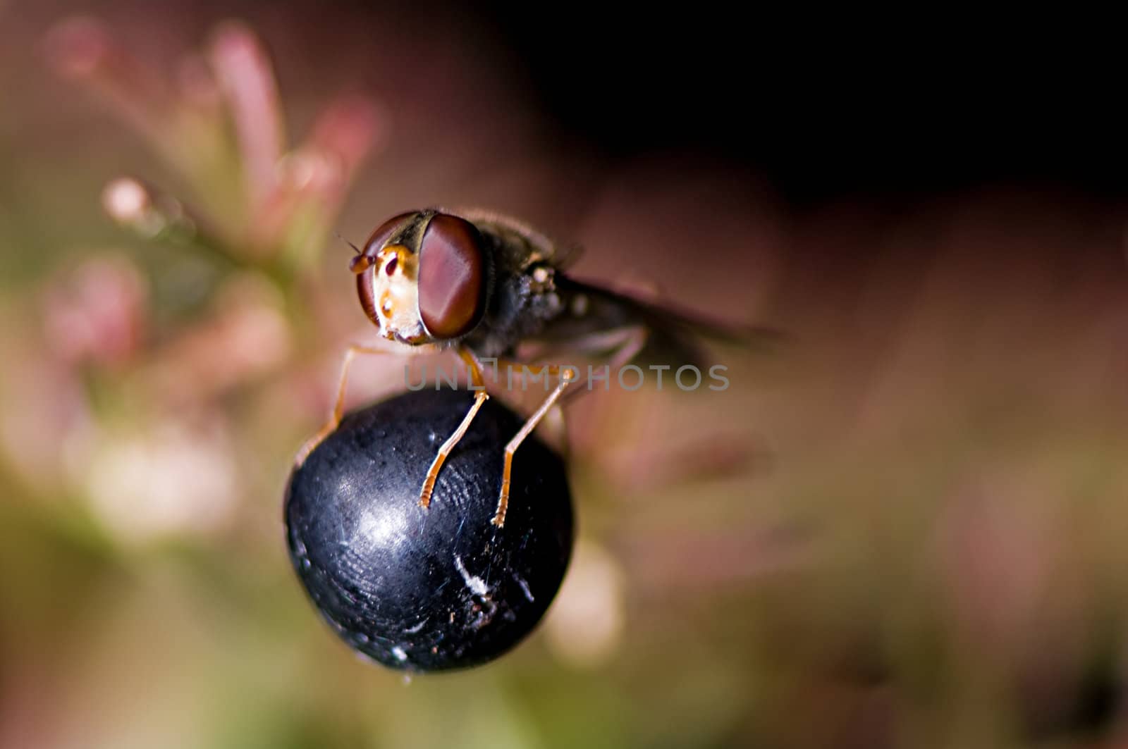 Hoverfly sitting on a black berry taking the sun