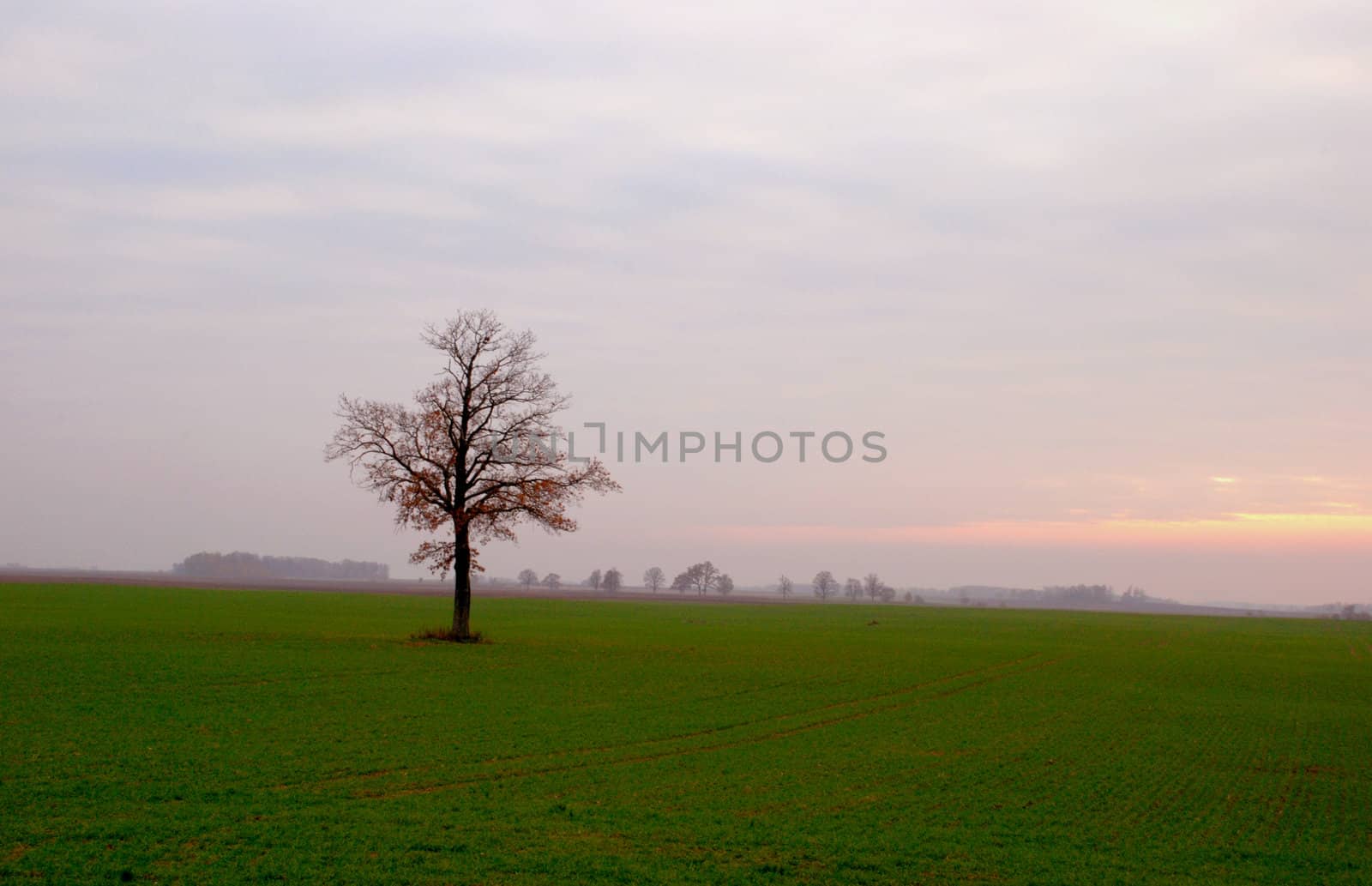 Alone tree in the fields immediaetly attracts eye