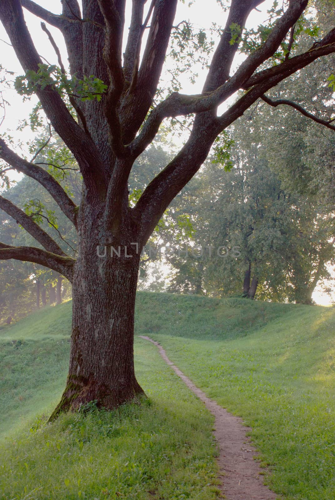 Olg huge tree in early morning mist.