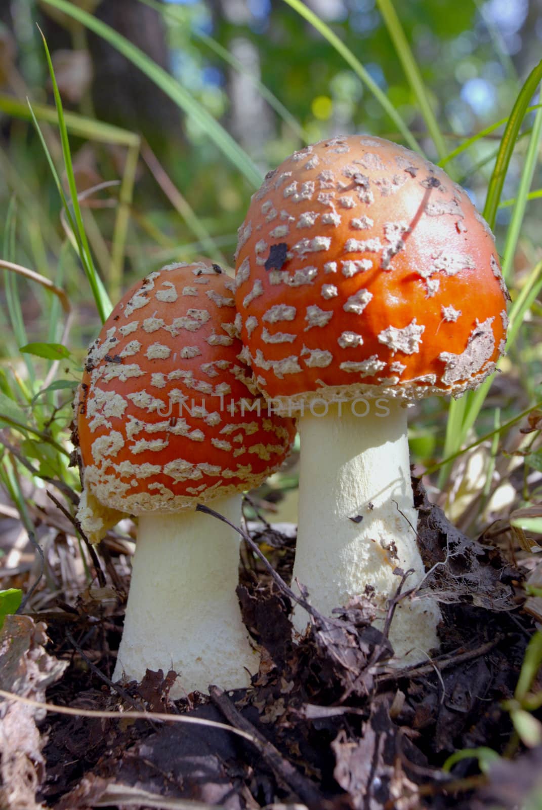 Two red fly agarics by sauletas