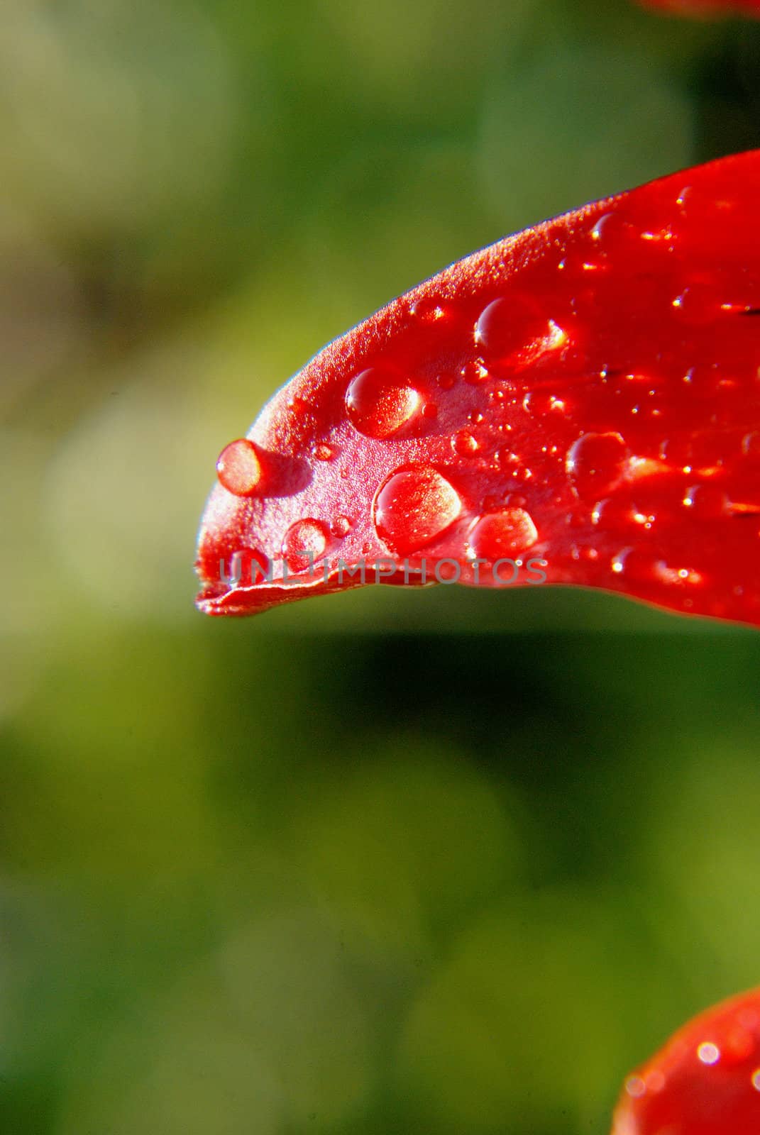 Awesome red leaf covered by some little dewdrops.