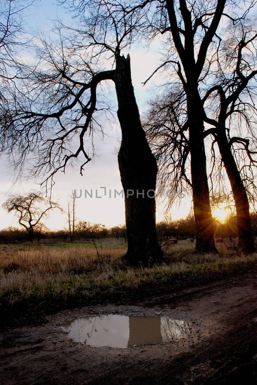 Sunset in an old abandoned avenue