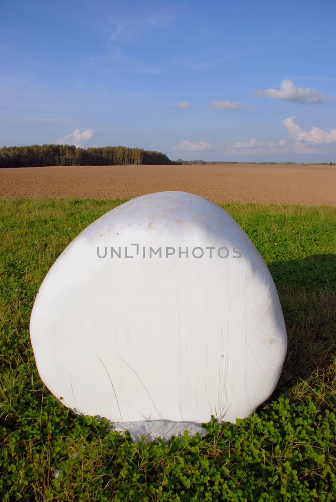 White rolls of hay by sauletas