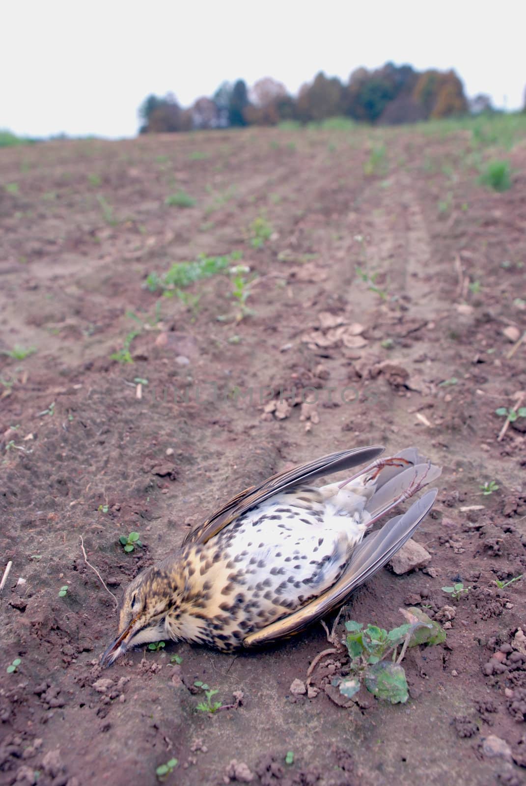 Thrush - songbirds sometimes resulting in loss because of environmental pollution