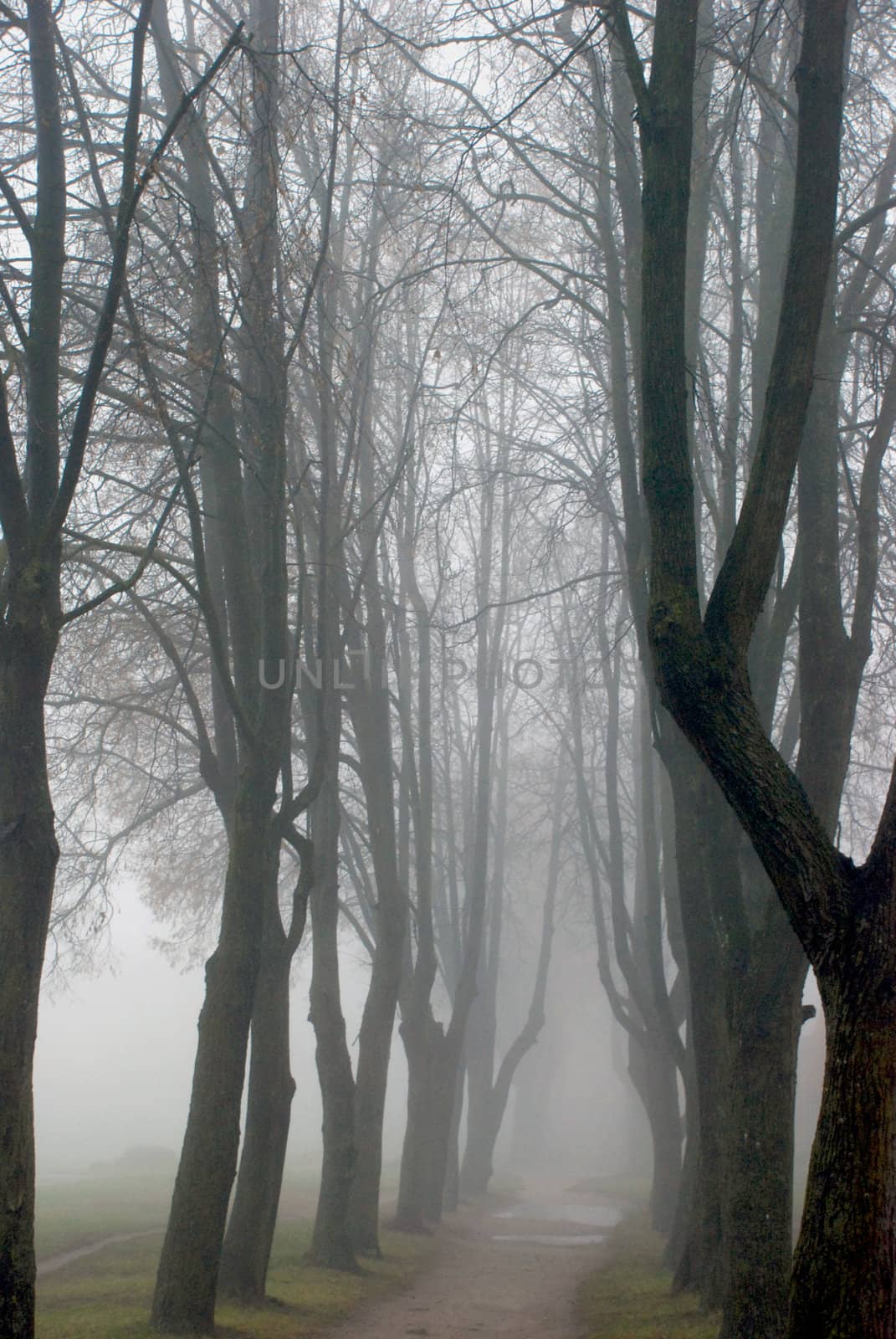 Park alley - fog sometimes accentuate trees grace