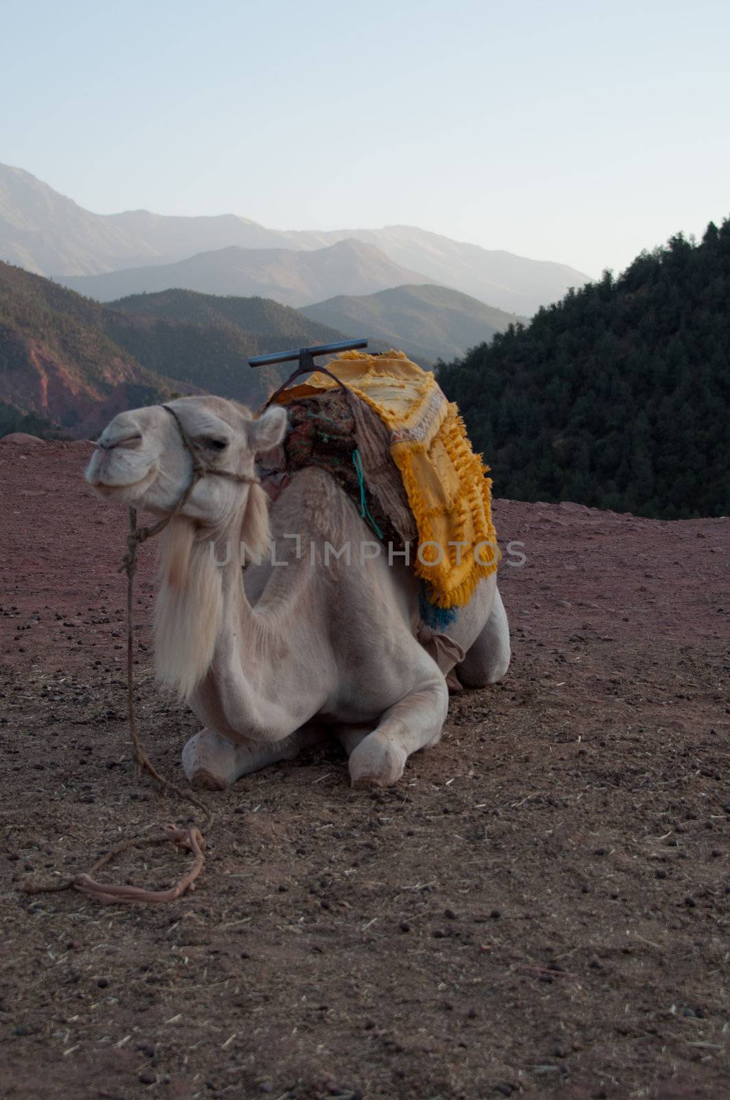 Marrakech - Morocco : Resting Camel Waiting For Tourists In The Atlas Mountains