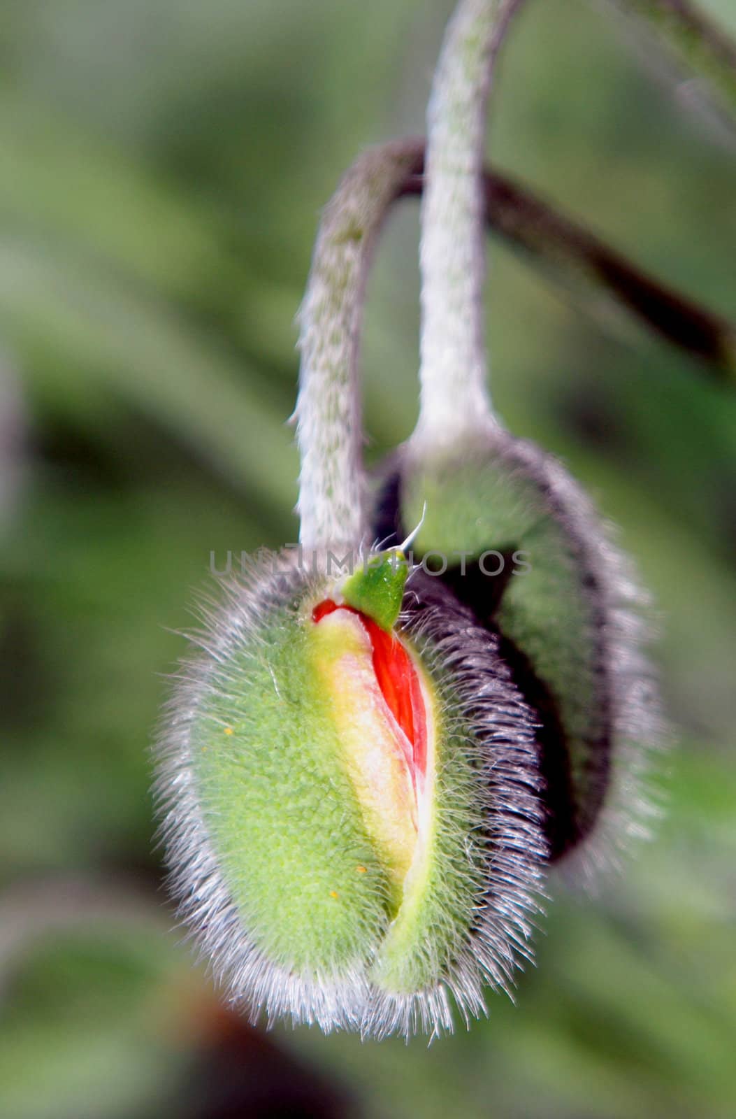 Bud of poppy - the colors and beauty of germ