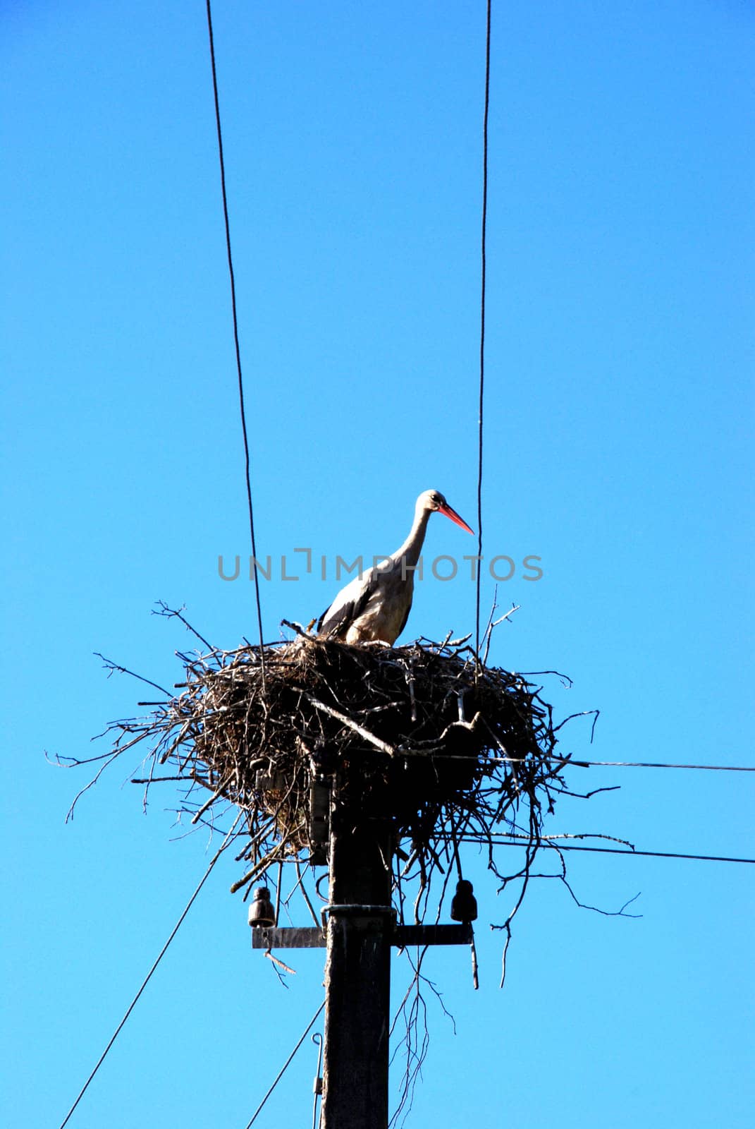 White stork nests very often made on an electric pole