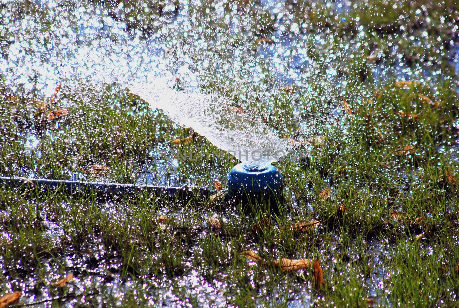 Artificial rain drops from grass sprinkle