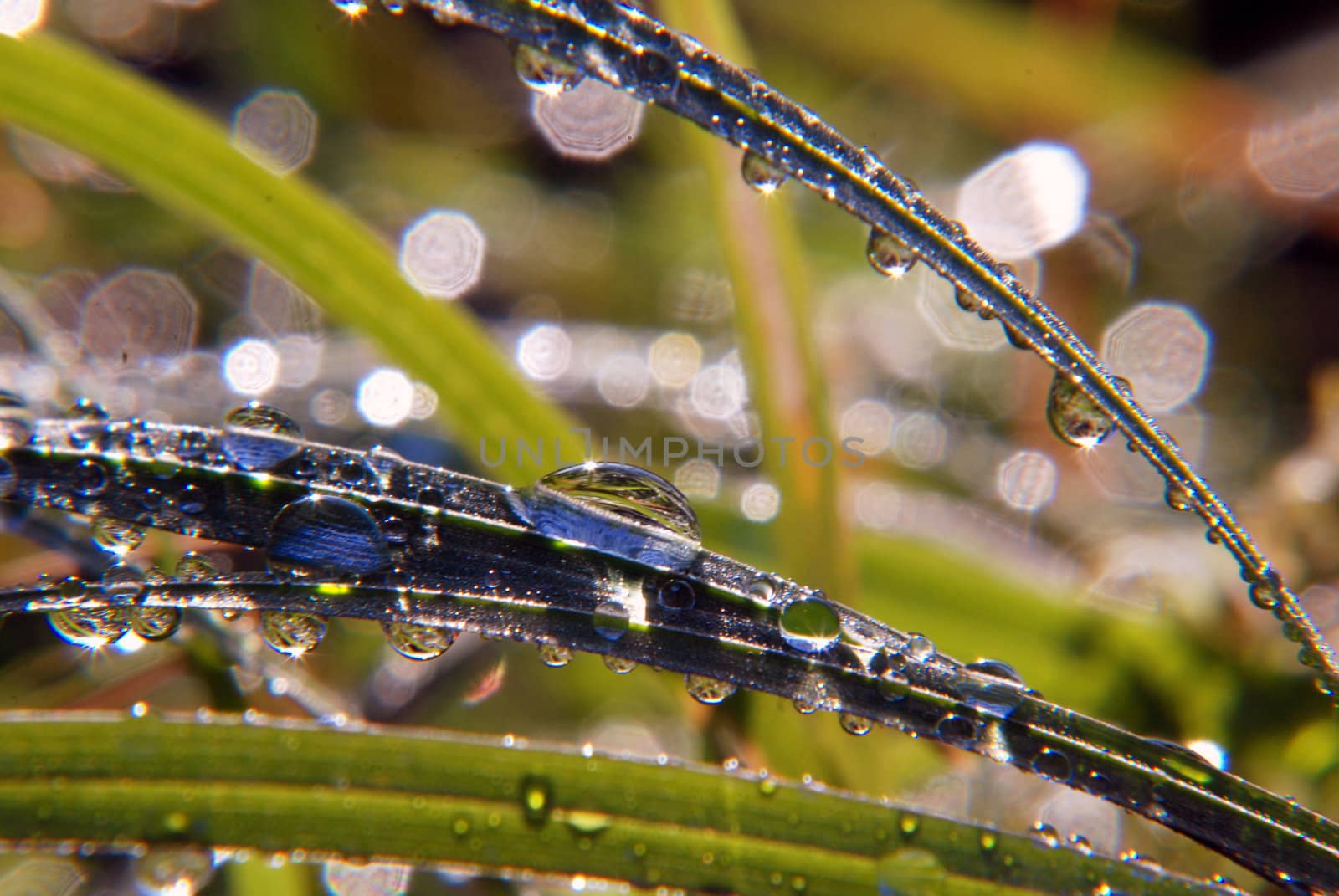 Sparkling summer morning, dewy grass and water micro-droplets