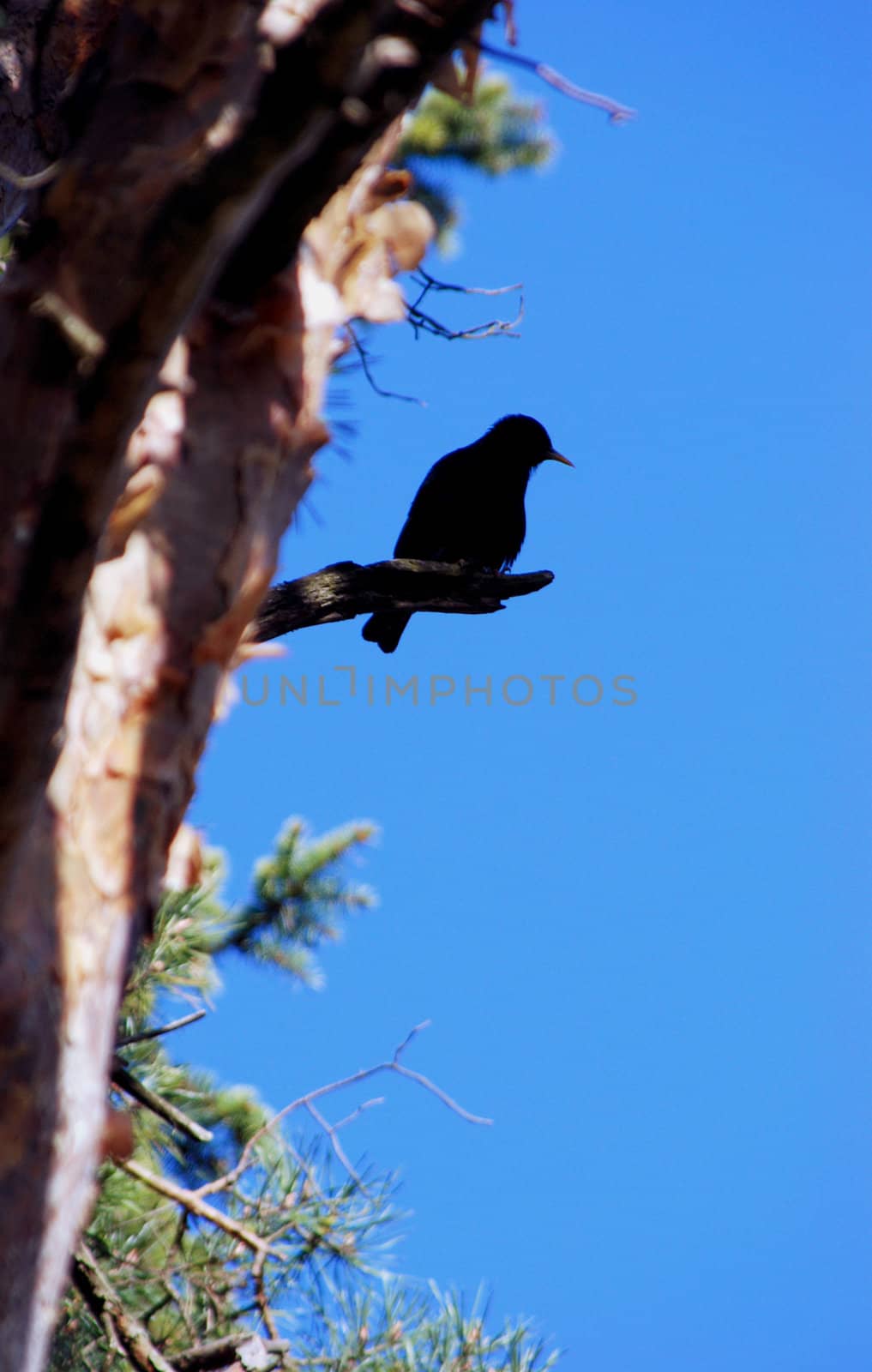 Black silhouette of starling on the little branch in background of blue sky
