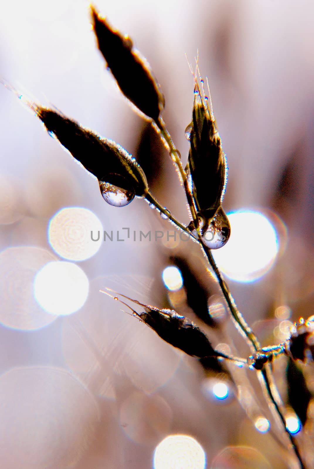 Morning dew drops on the grass in late summer