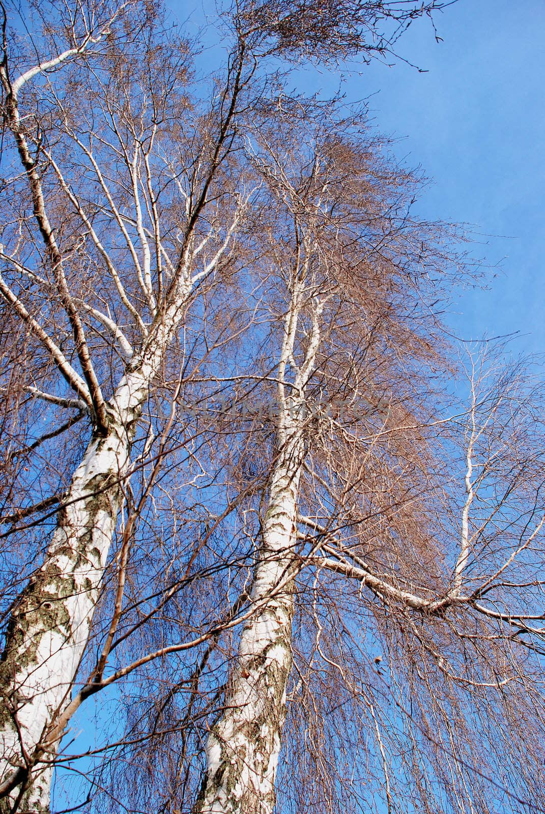 Two birches without leaves in late autumn