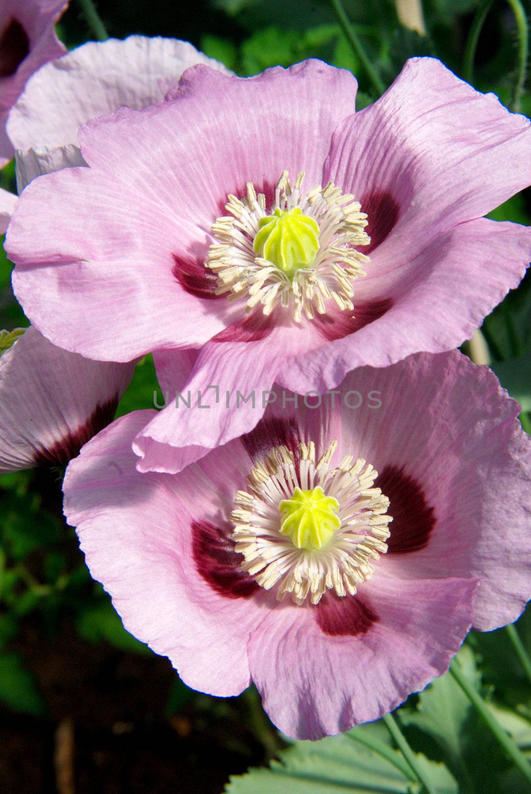 Close up of two nutritional blooming poppies
