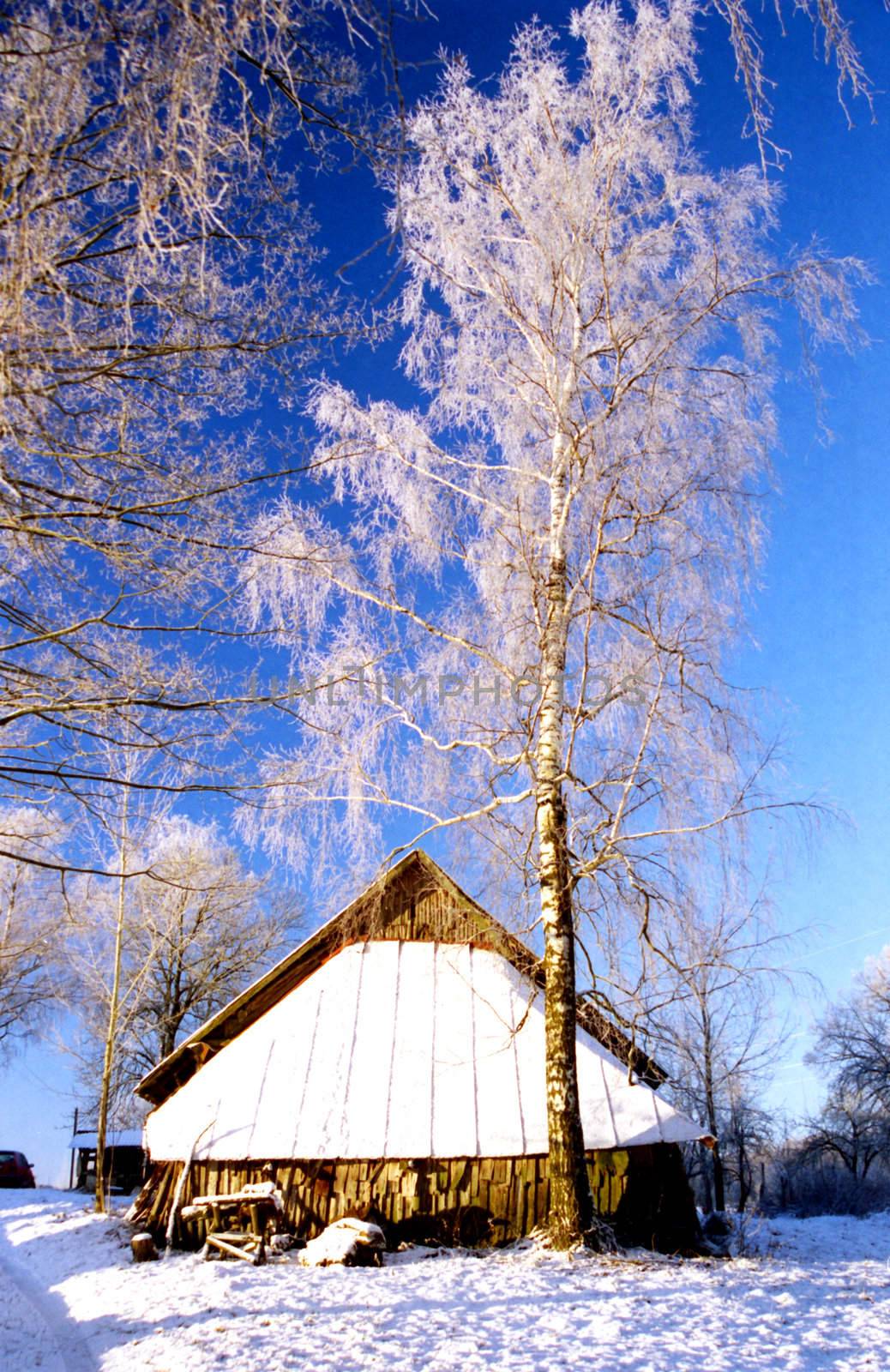 Frosted birch near old farm building by sauletas
