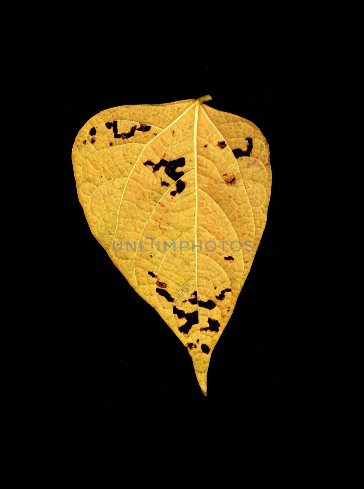 Autumn colored leaf by sauletas