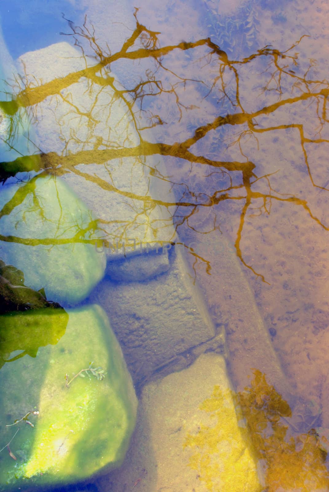 Reflection of tree branches in coastal water with stones