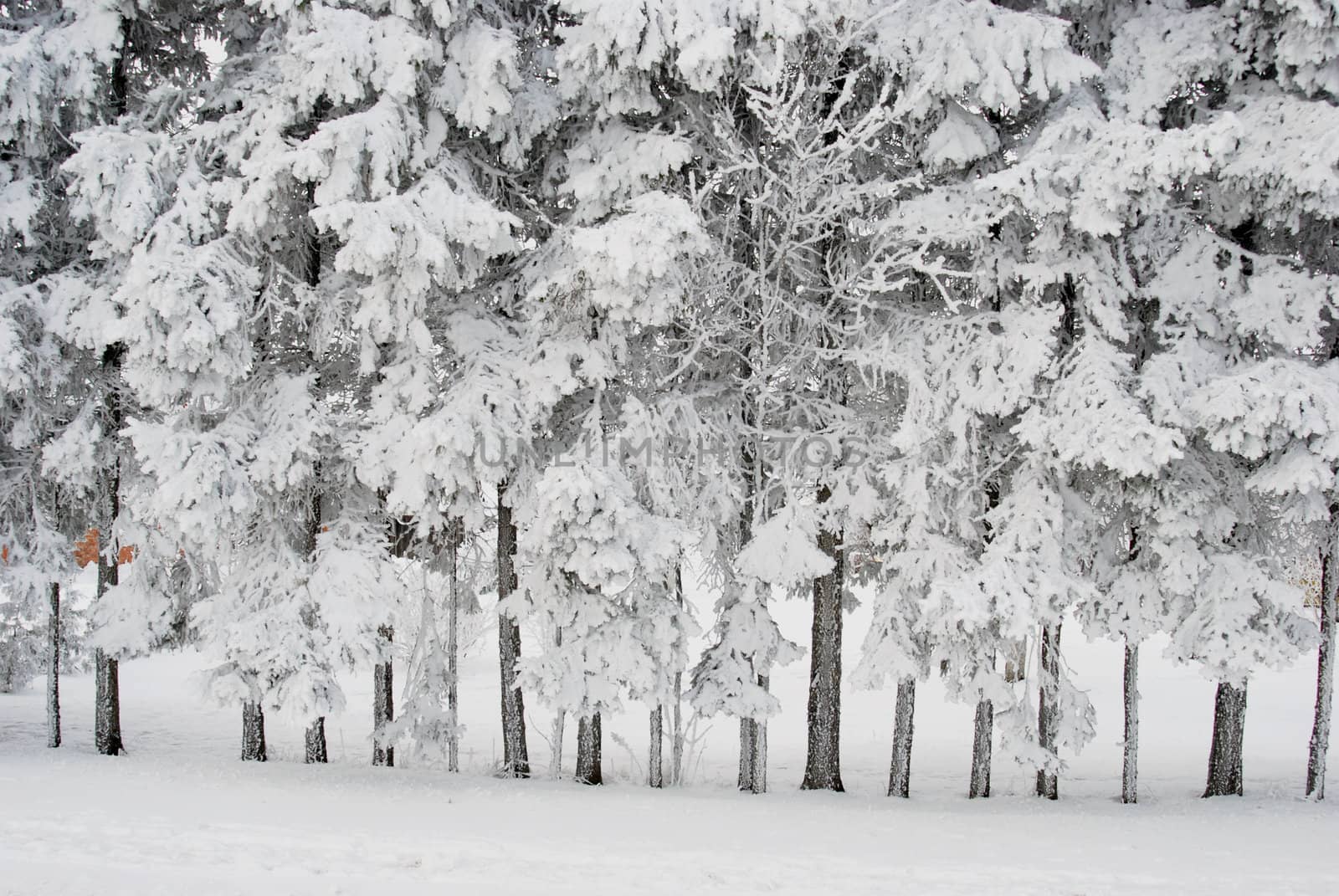 Richly frosted trees on side looks like wall