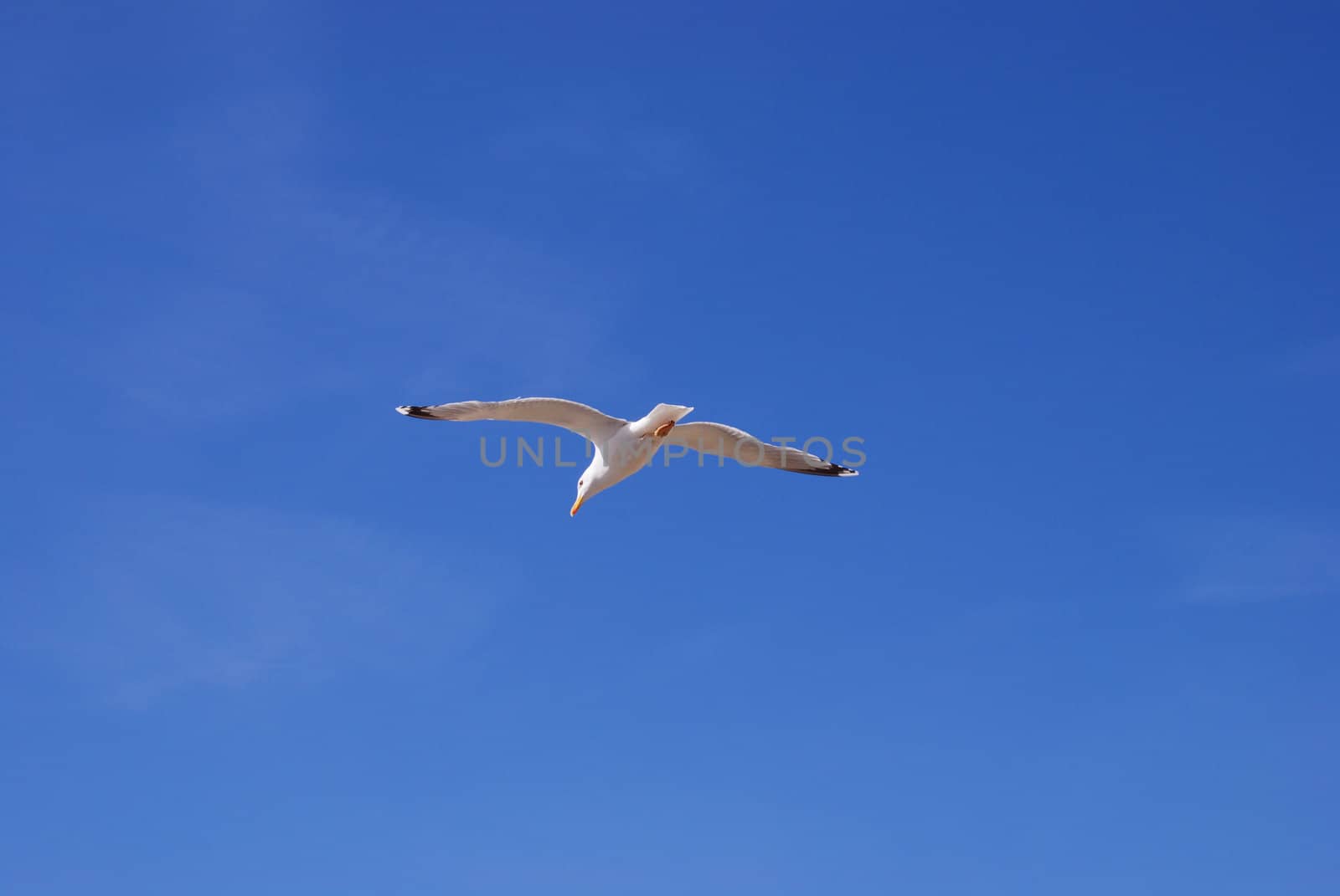 Flying white seagull by sauletas