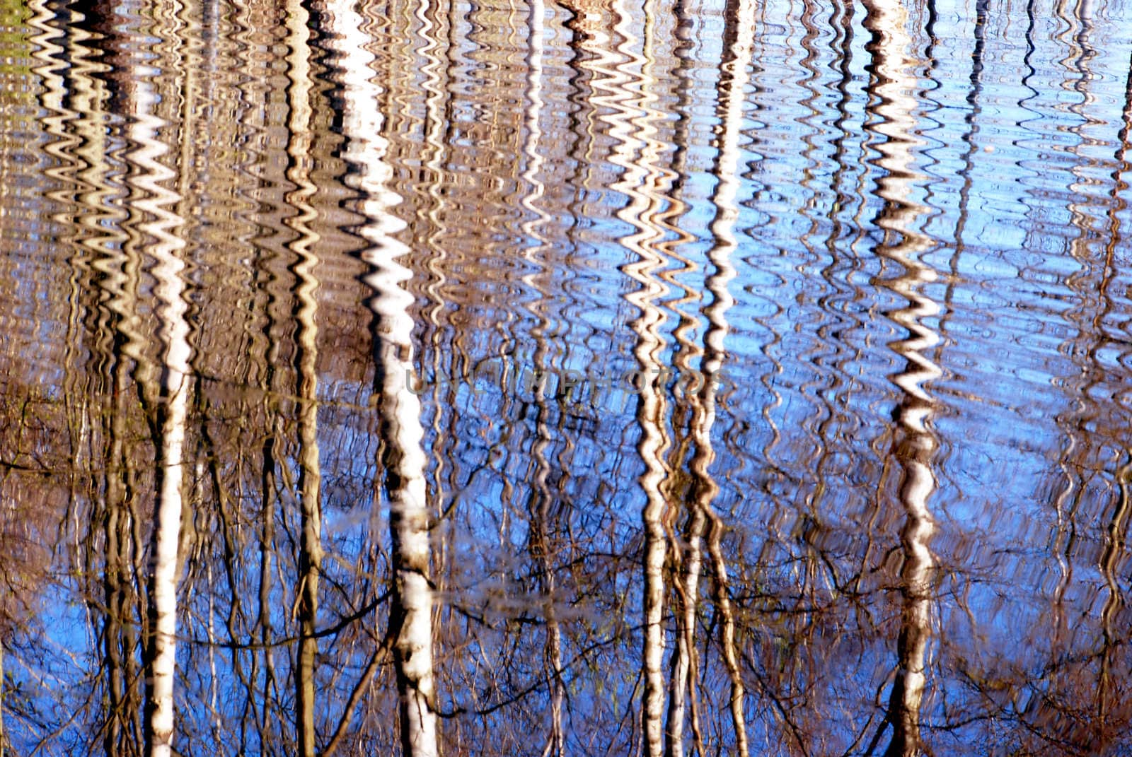 Spring birches reflections on the water formatted by wind blow.