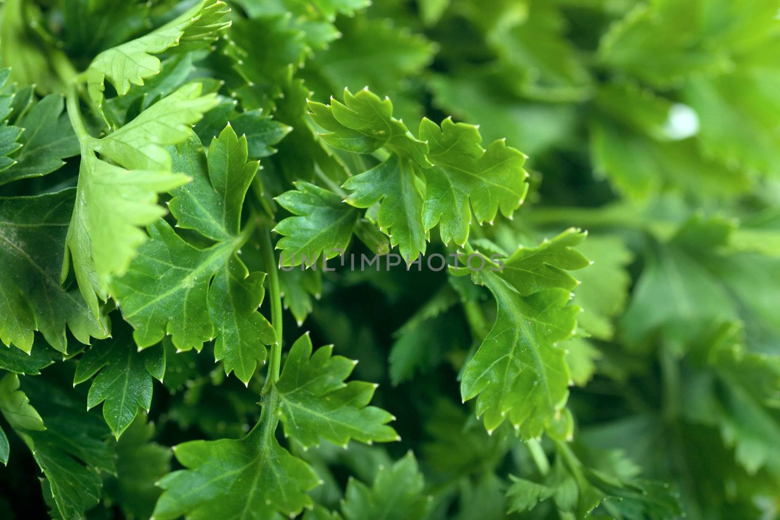 Macro view of fresh green parsley leaves