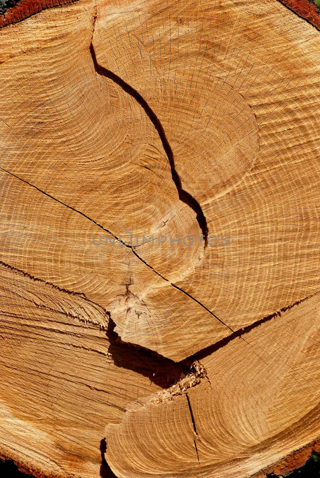 Texture of cut oak can reveal his age