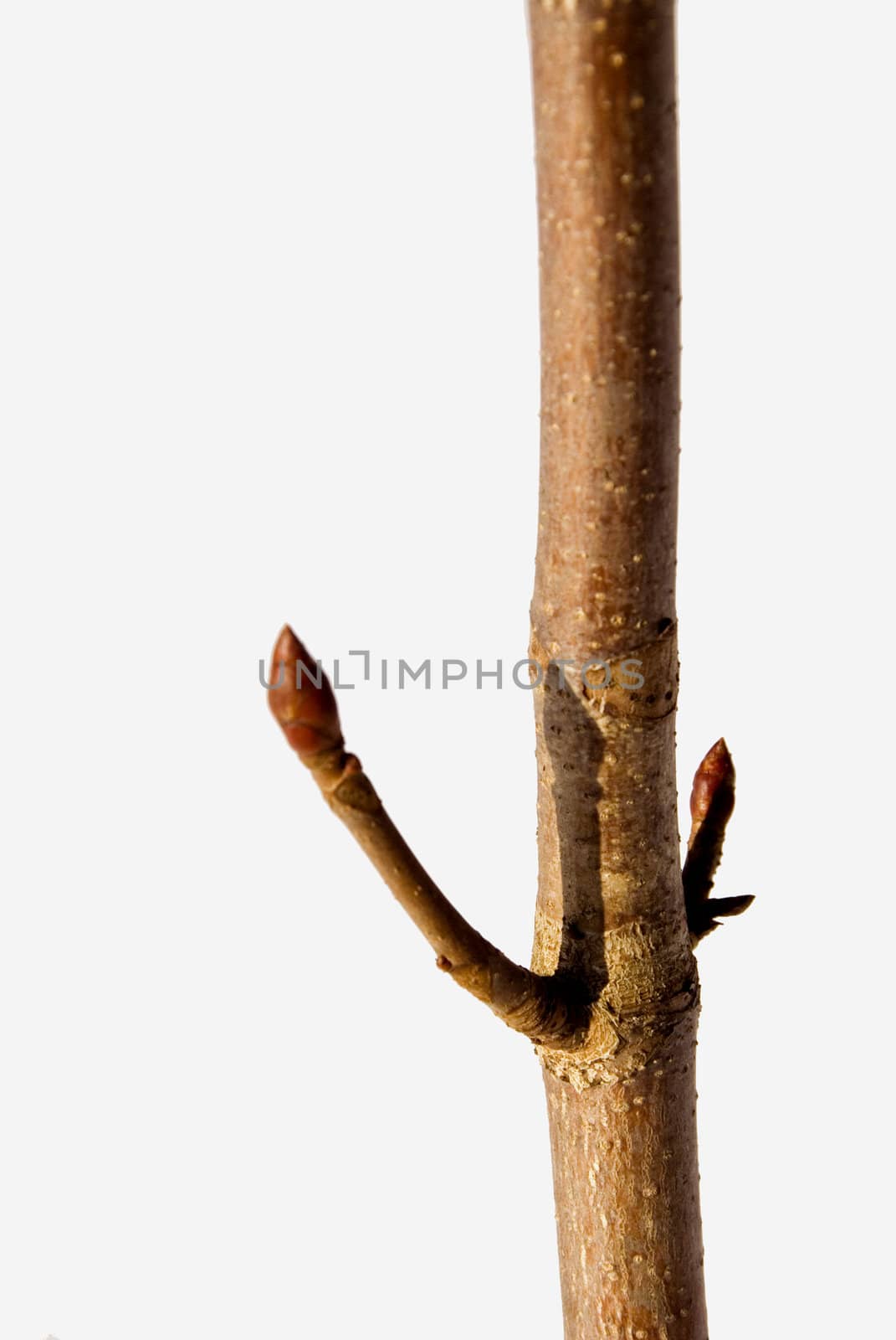 Young maple stem with buds by sauletas
