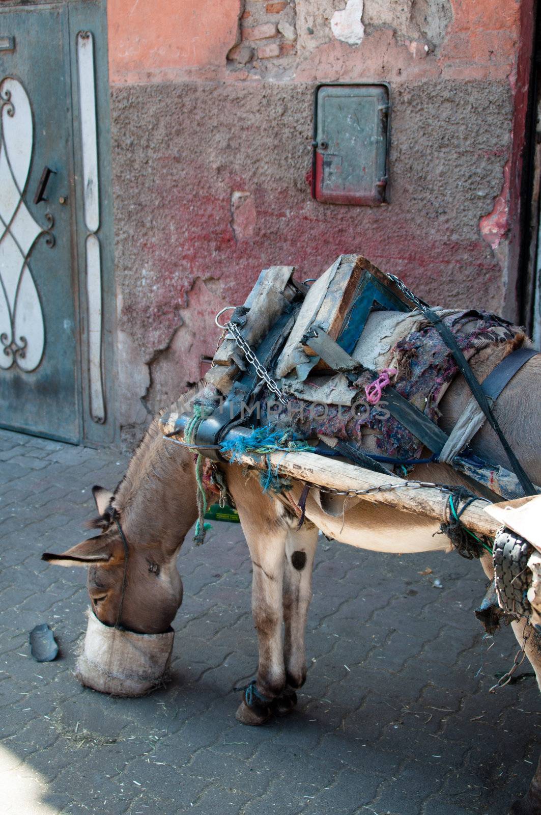 Carriage donkey eating in Medina in Marrakech, Morocco