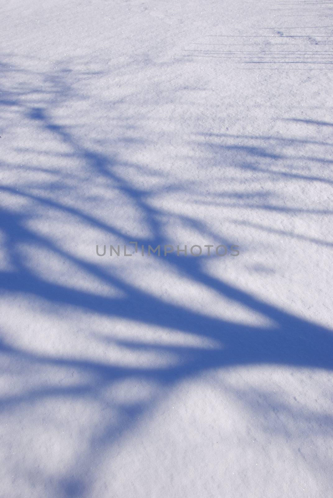 Mysterious blue tree shadows on the snow