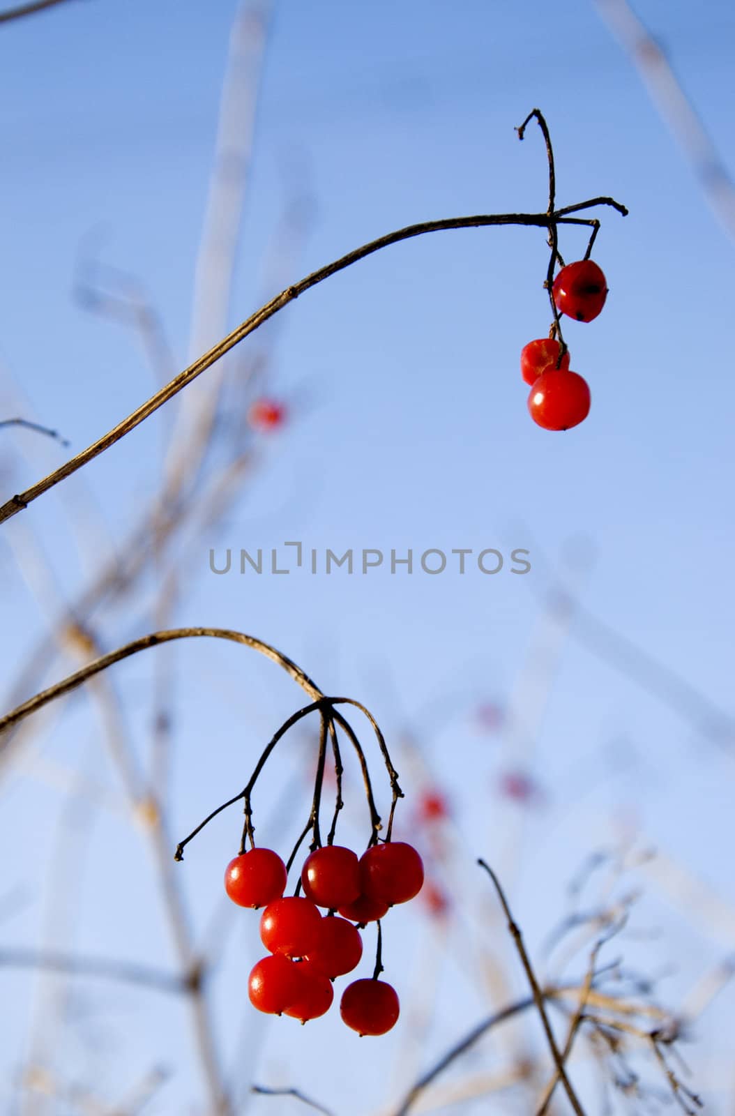 Closeup of red viburnum berries in winter sky