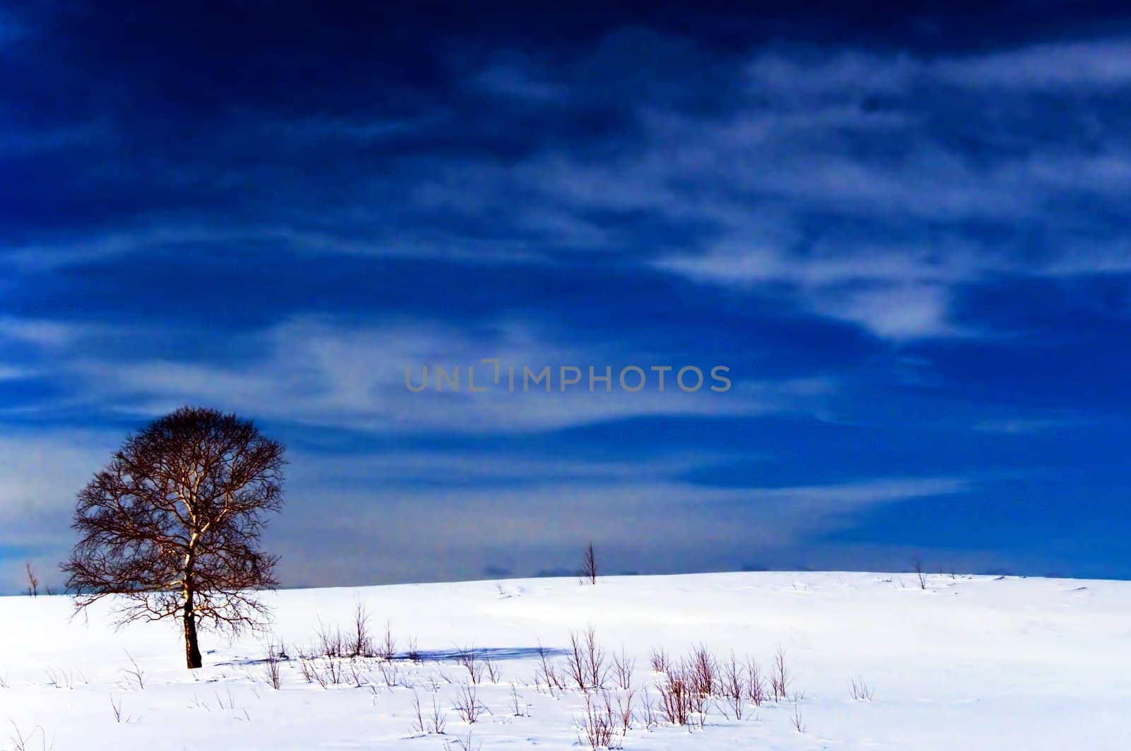 Oak tree in winter cold snow landscape