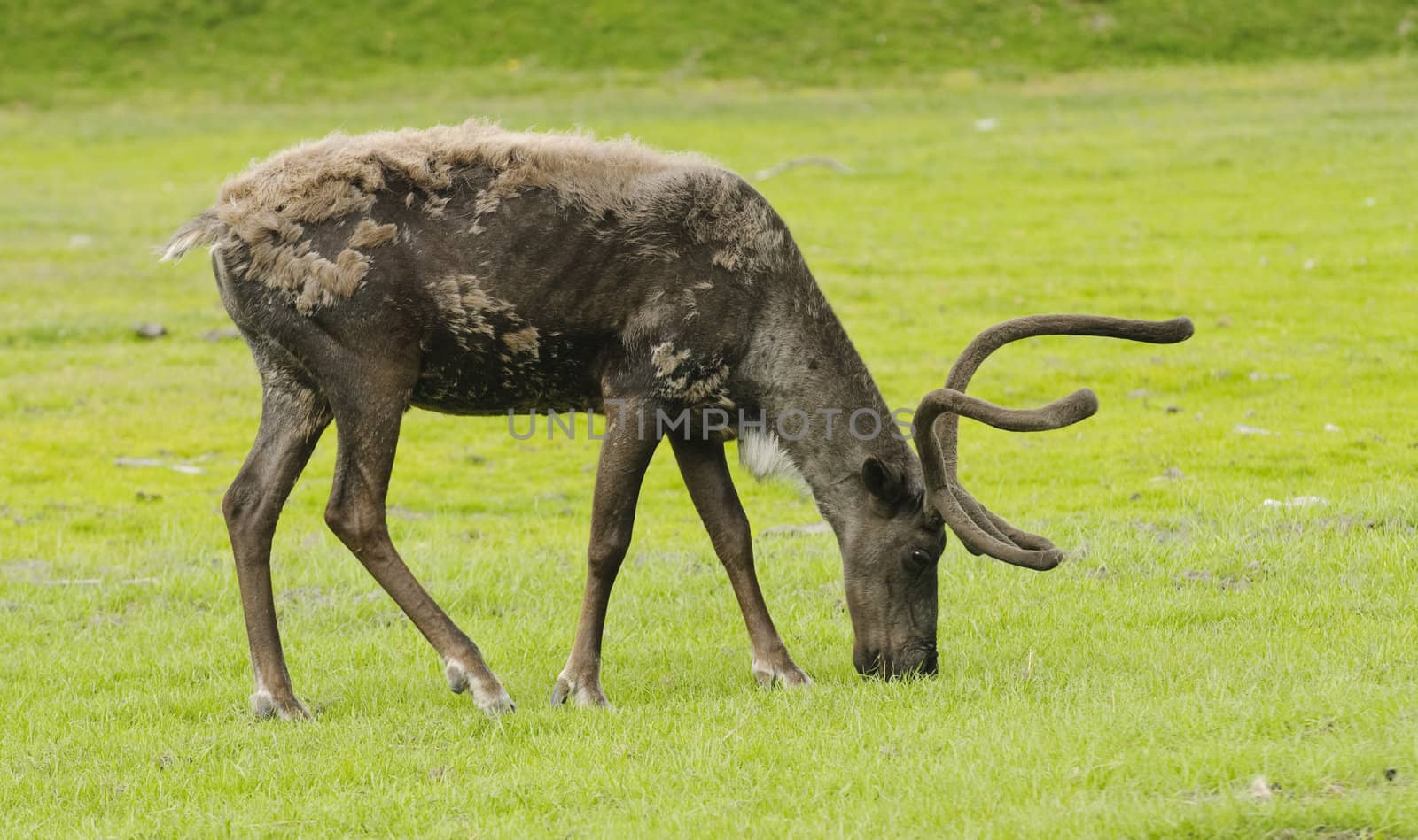 male alaskan caribou feeding