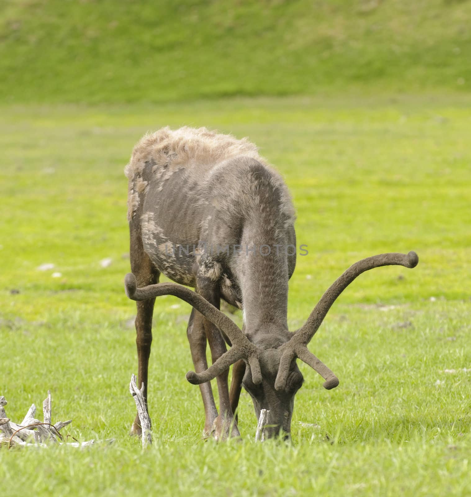 male alaskan caribou feeding towards viewer
