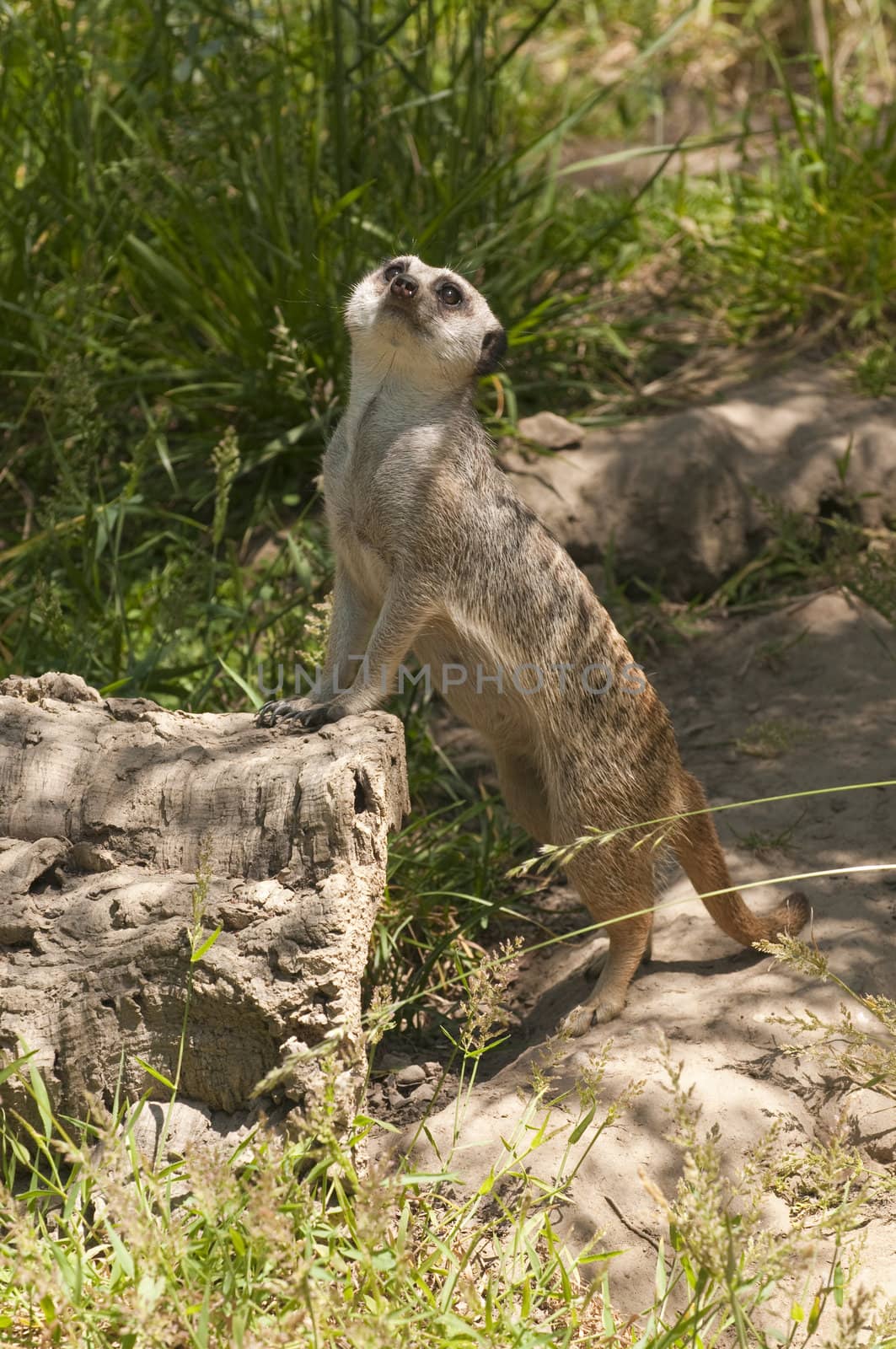Meerkat standing on a rock to get a better view