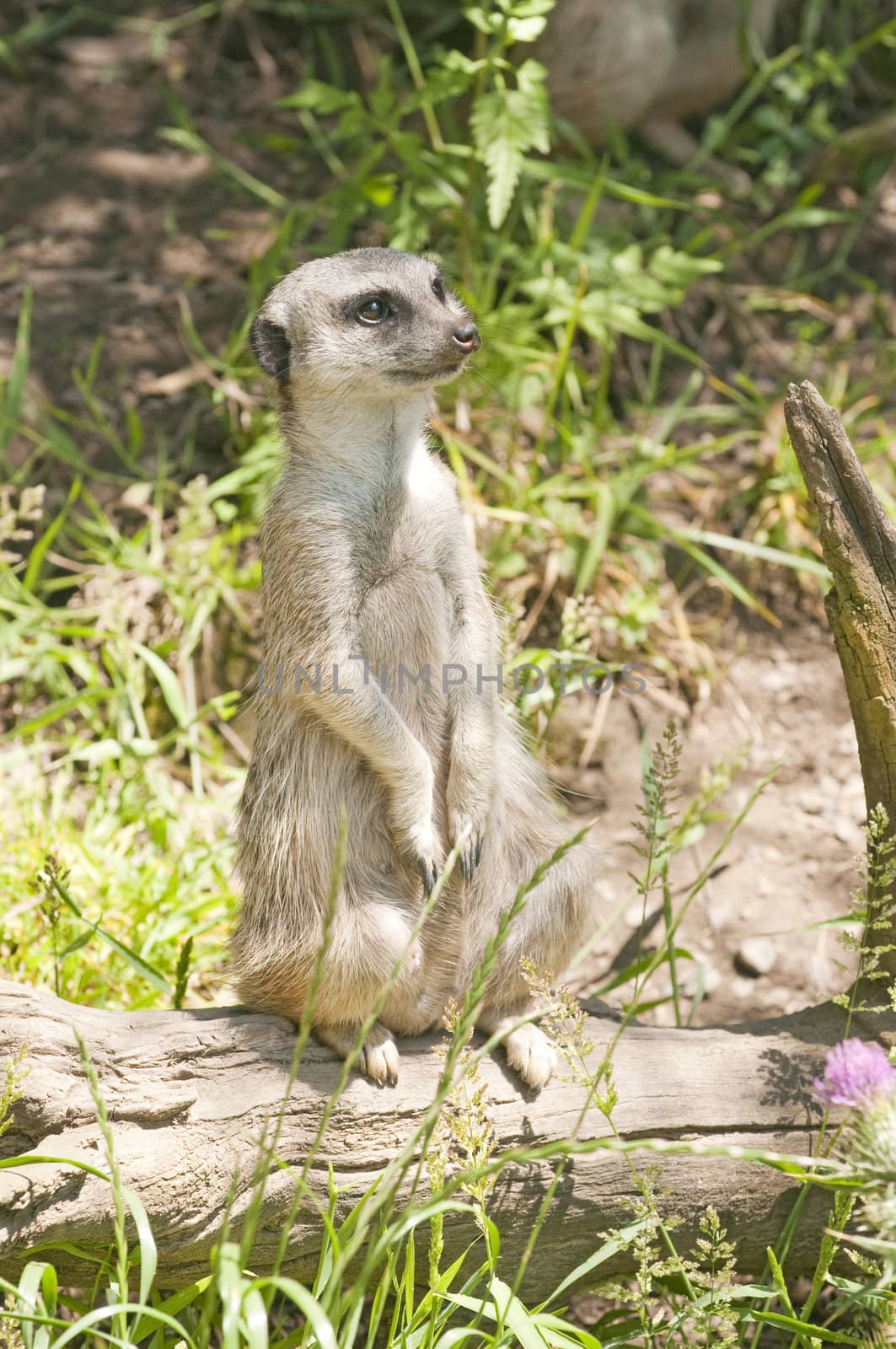 Meerkat standing on guard watching for danger