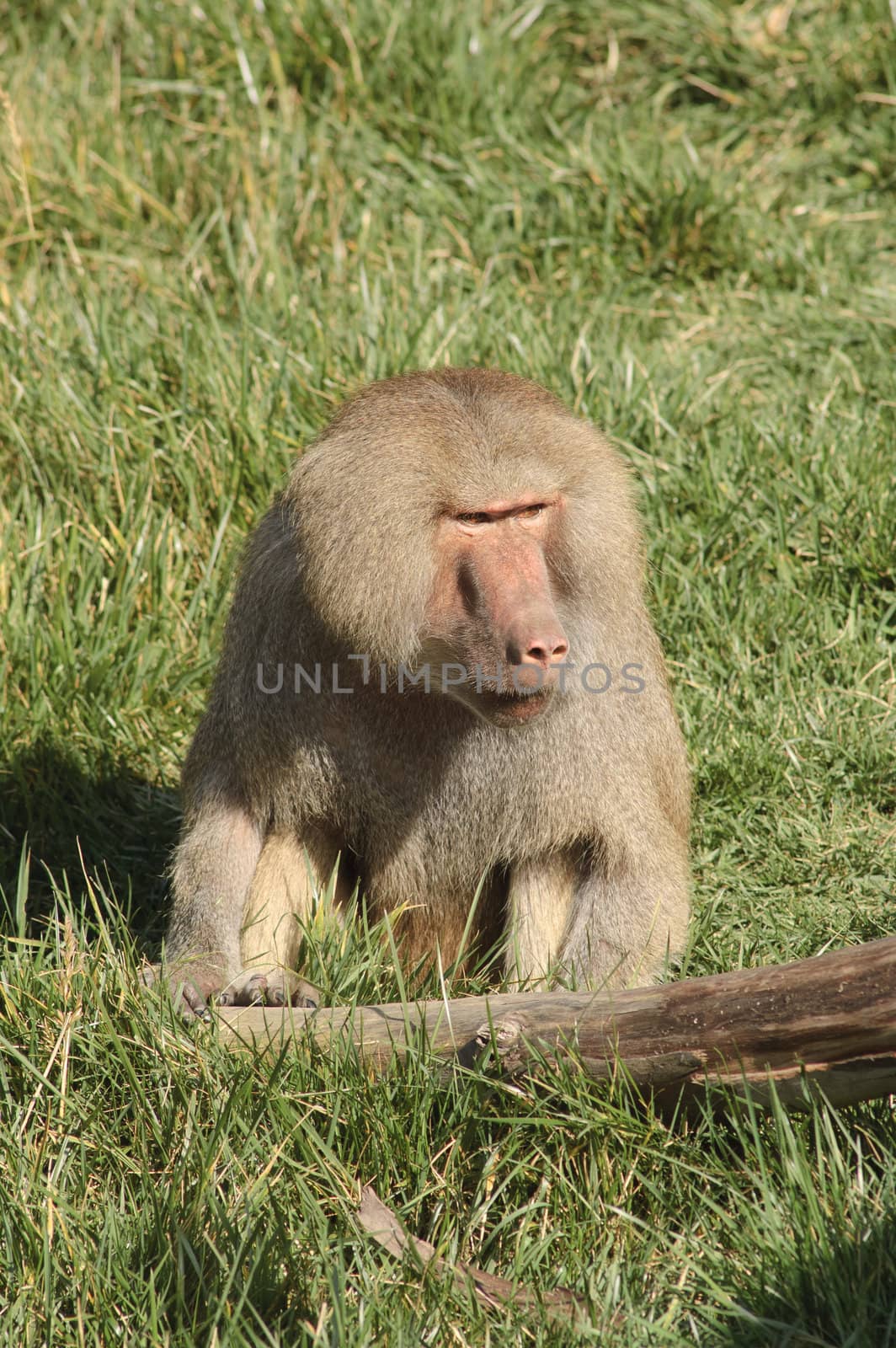 Baboon eating grass