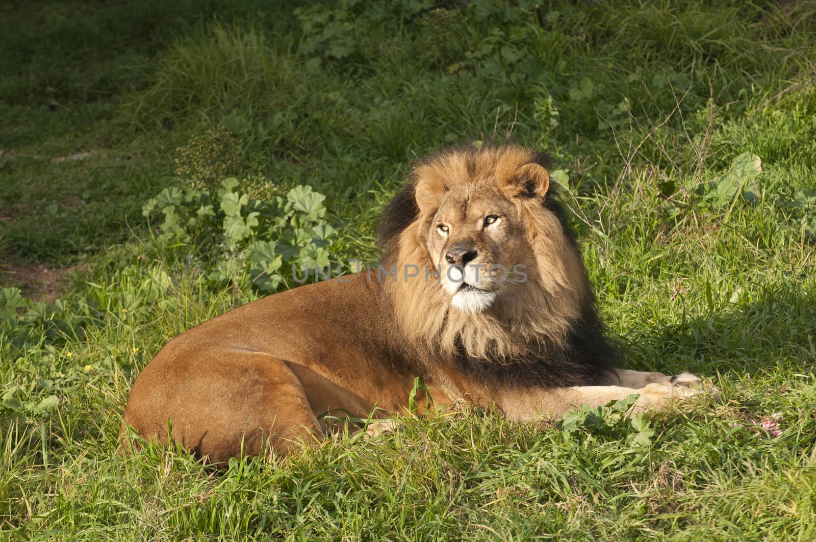 Male Lion (panthera Leo) resting after a meal