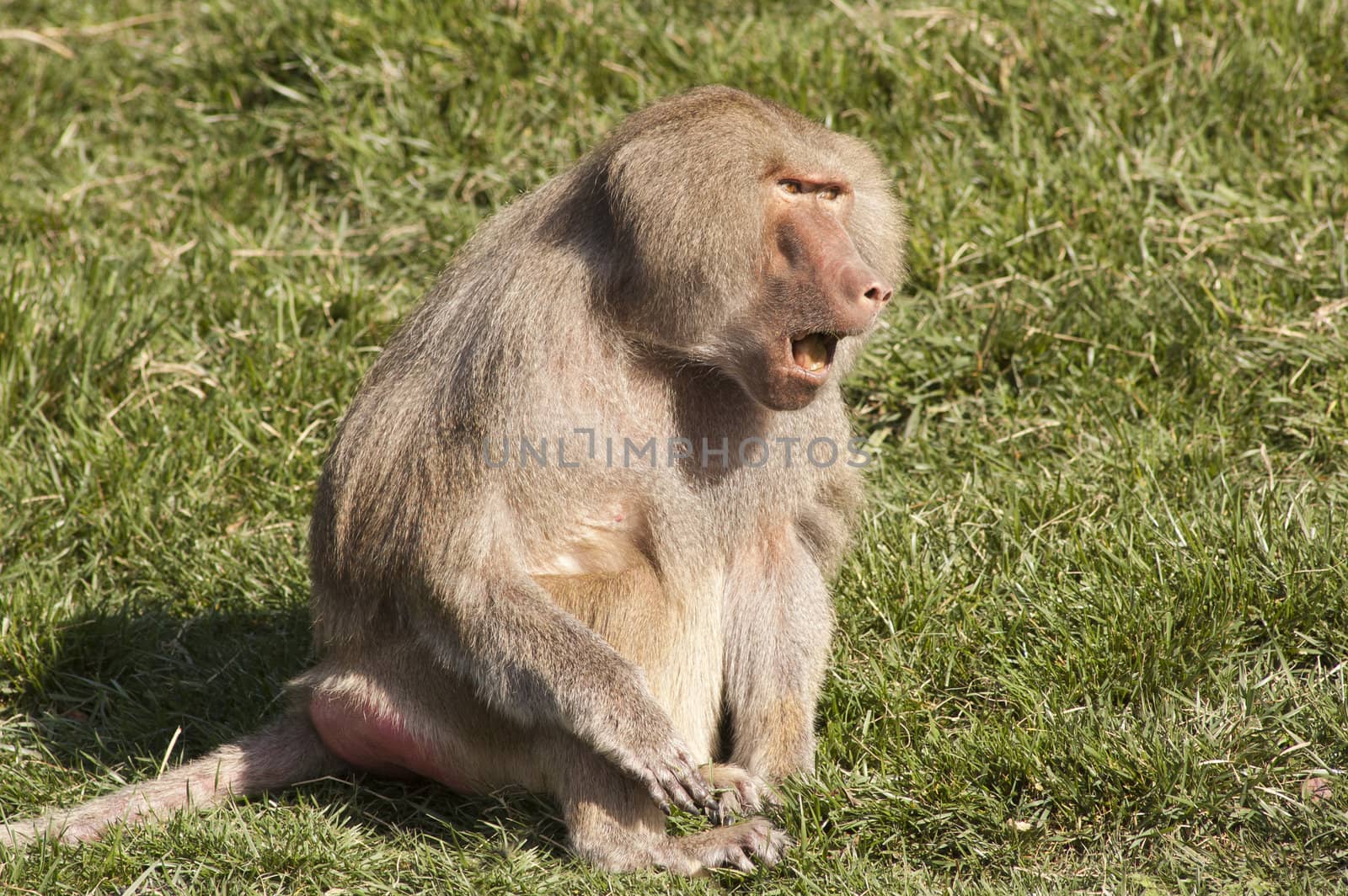 Baboon with its mouth open communicating to others