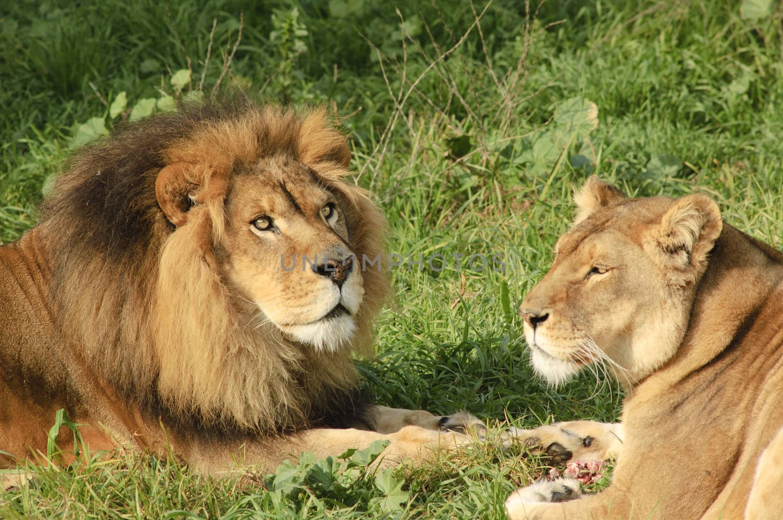 Male and female lions enjoying a the remains of a meal, the male intently watching something