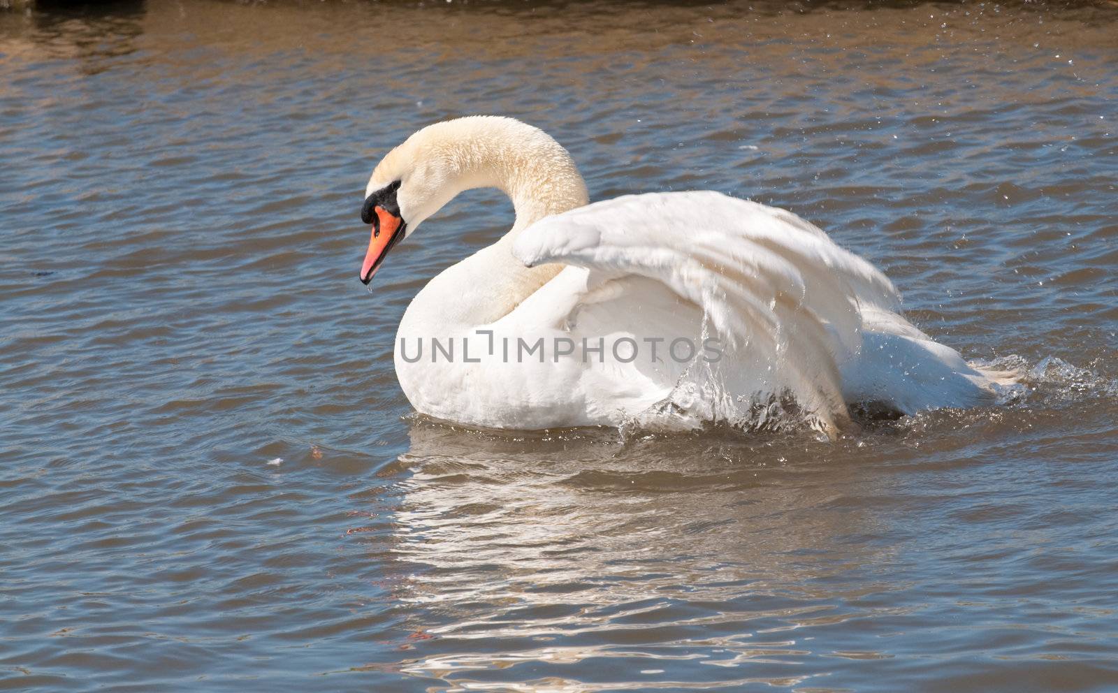 Male mute swan flapping wings in the water in a display of aggression