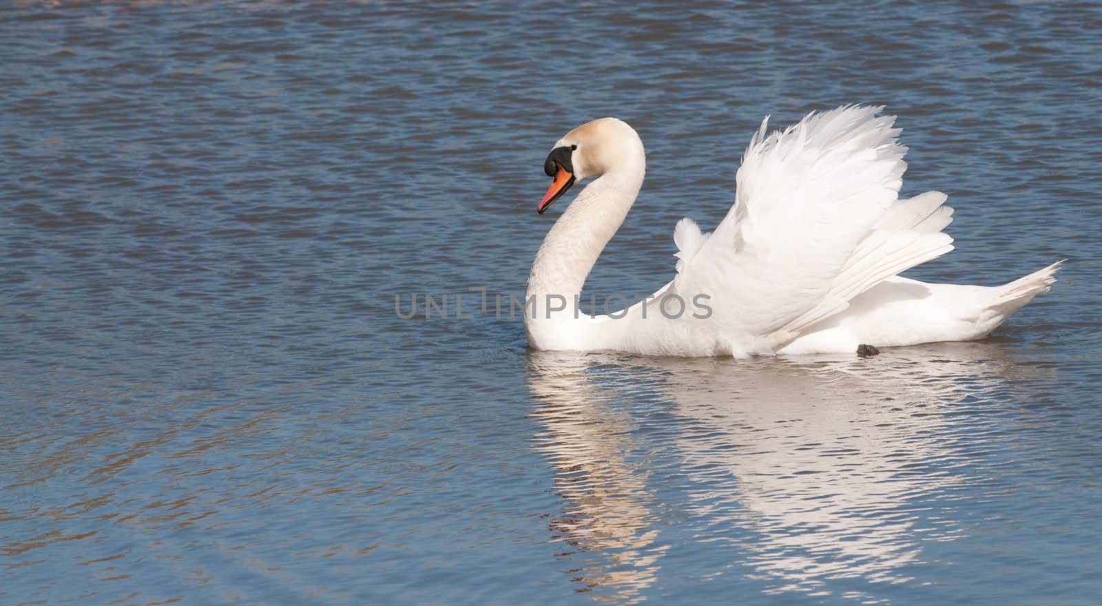 Male mute swan (cob) reflected in the water 