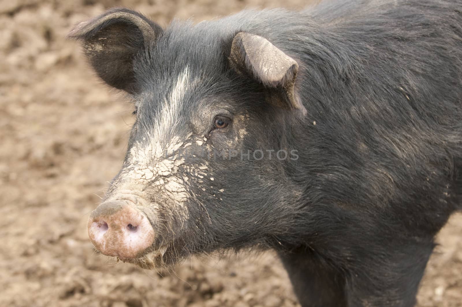 closeup of a pig 