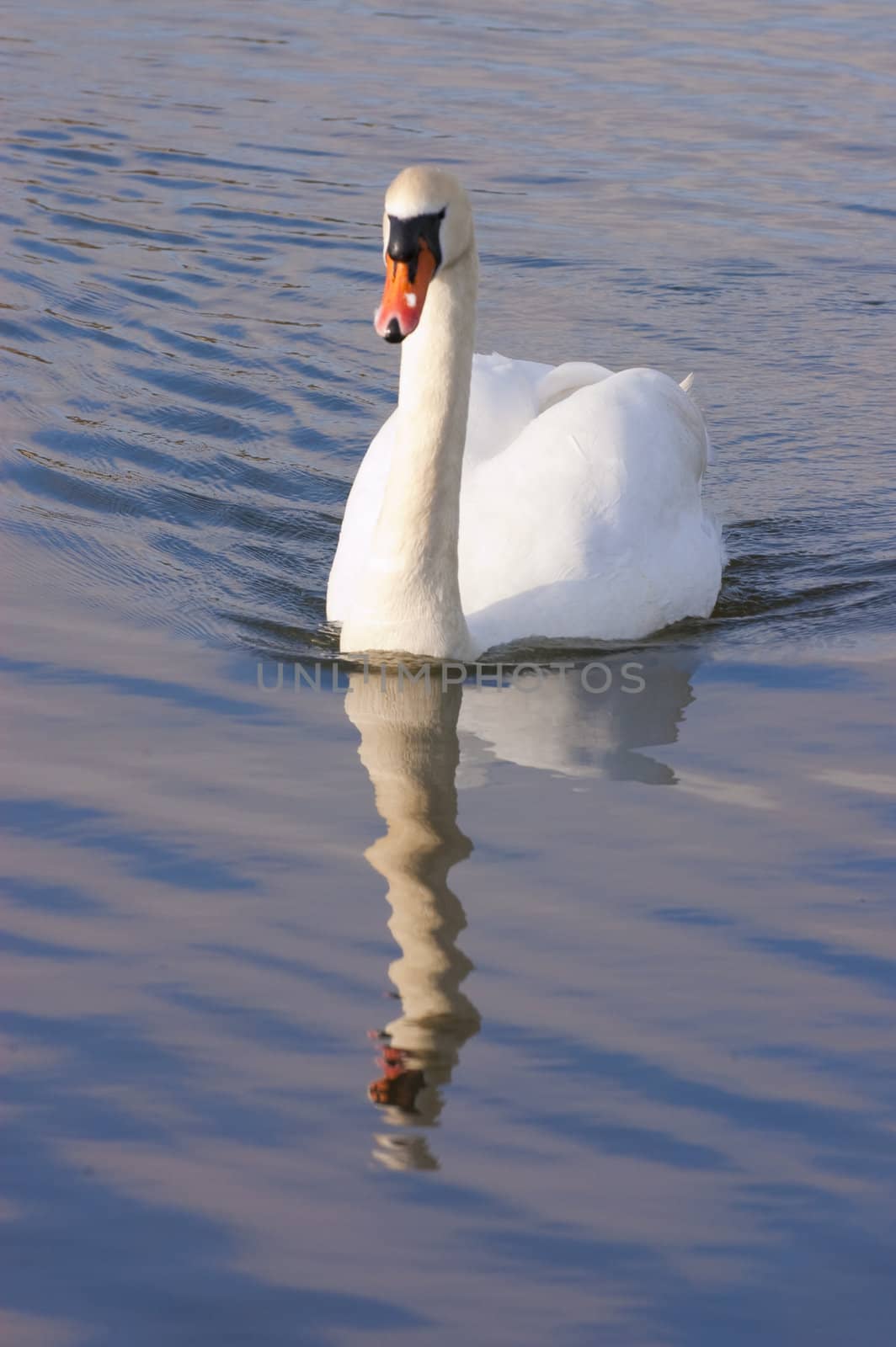 male Swan (Cob) swimming towards the camera