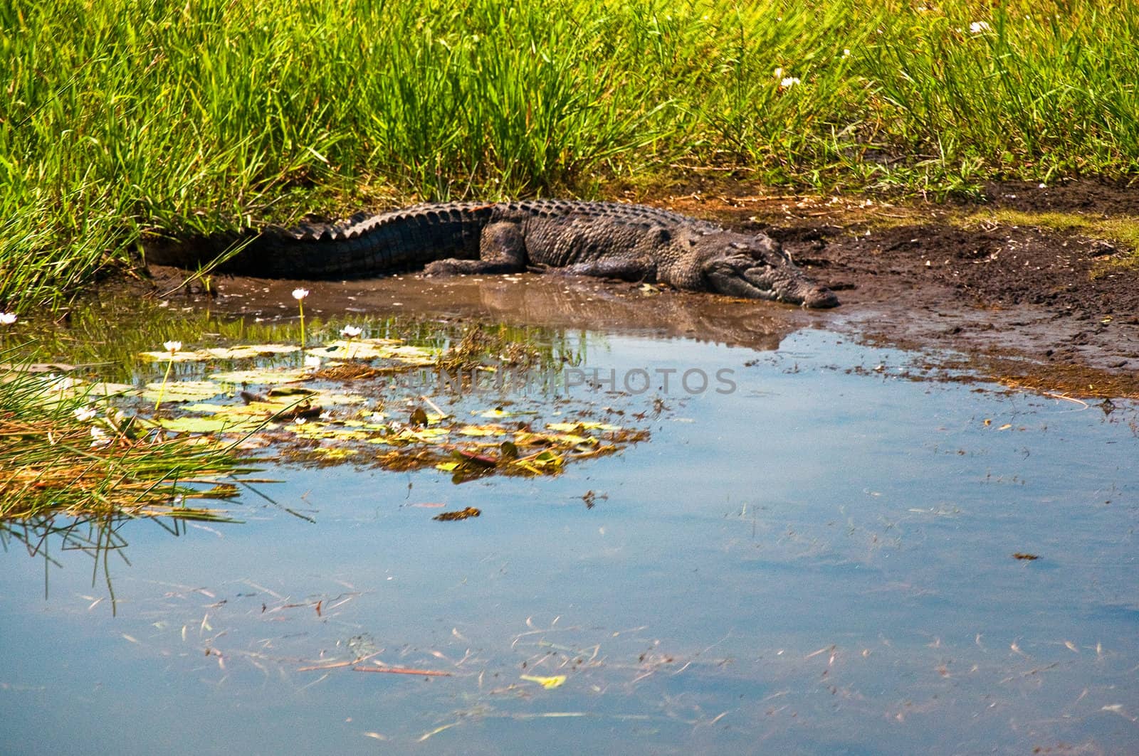 australian crocodile in Kakadu National Park , australia