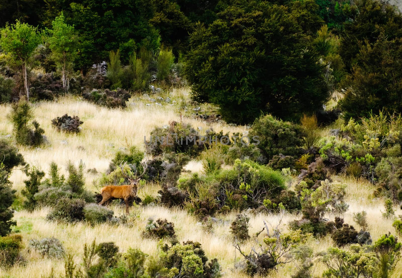 Red deer Stag at Alpine Red in the Seaward range near Kaikora, New Zealnd;s South Island